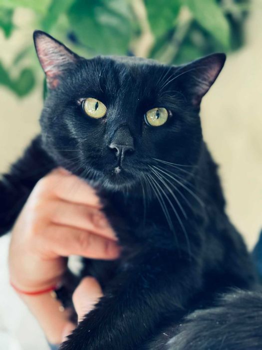 Мъжко котарак търси дом