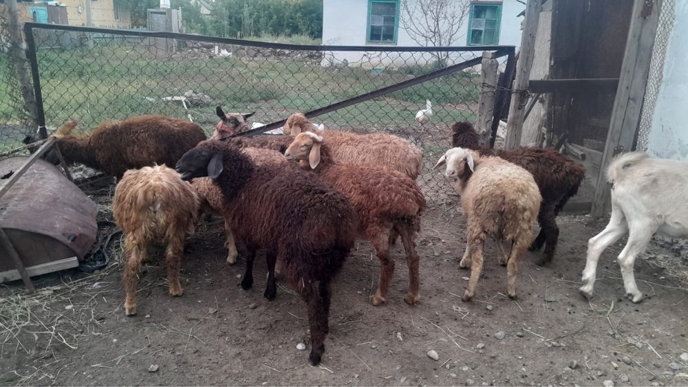 Продам ягнята и теке