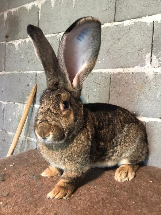 Iepuroi,iepuroaica,iepuri,Urias German,Rasă pura certificați cu tatuaj