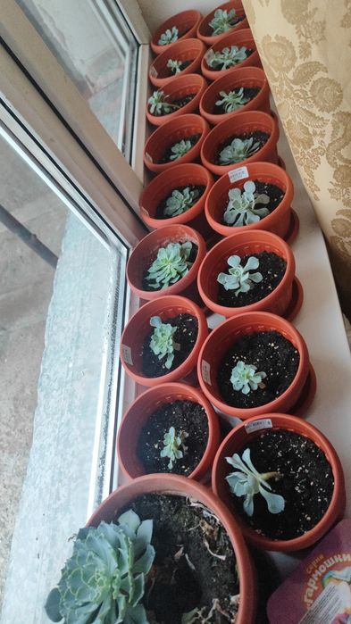 Каменная роза (Молодило)