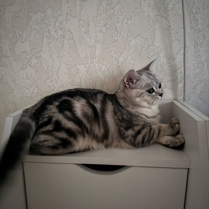 Котик британского типа