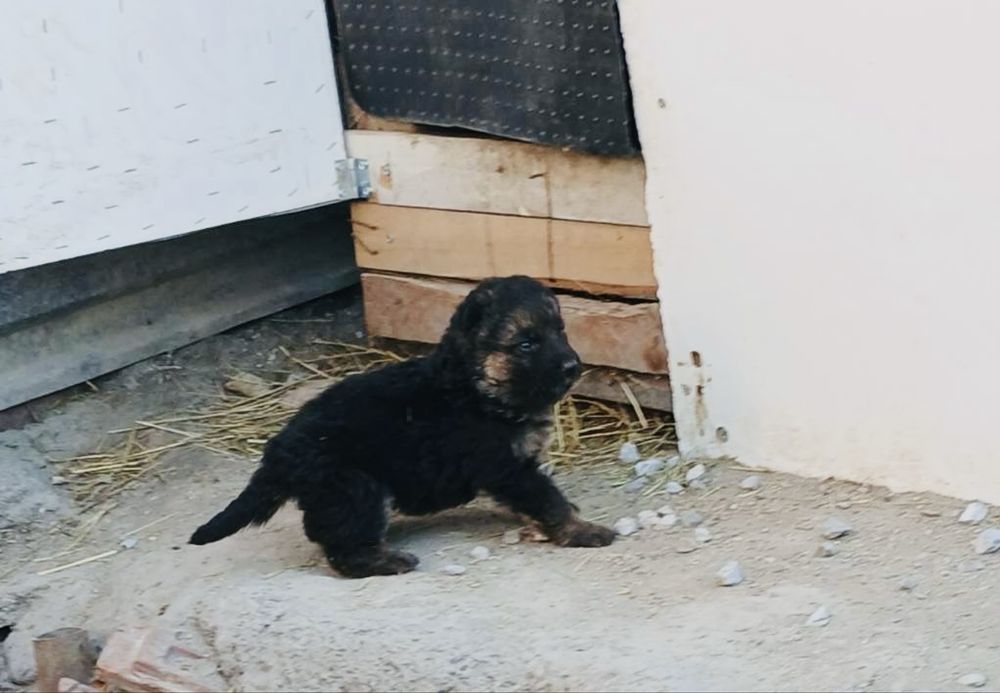 Бебета Немски Овчарки