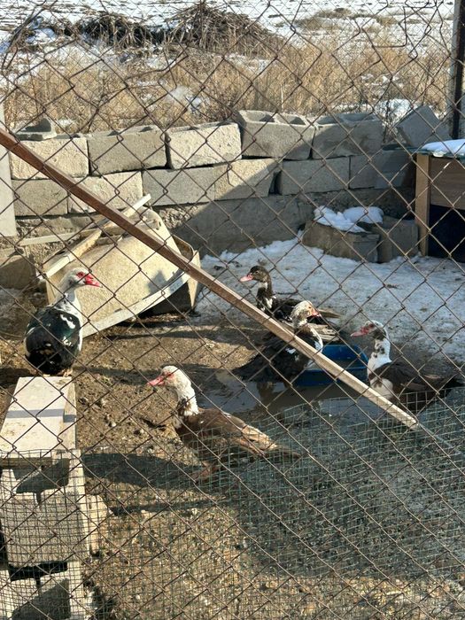 Продаю семейку индоуток