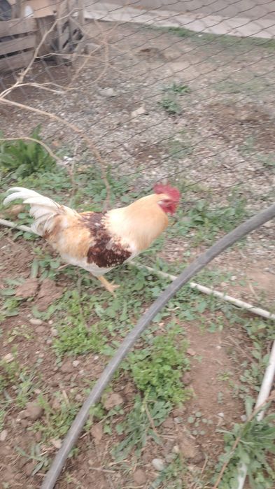 Петух Қораз сатылады