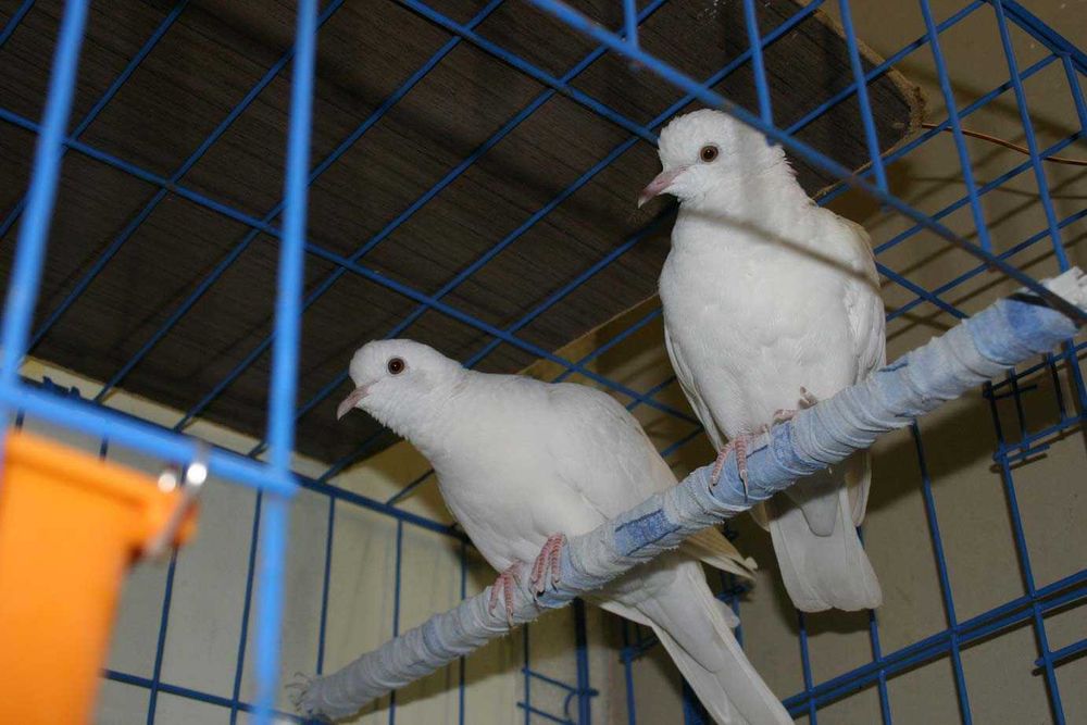 Продам Египетскую смеющуюся горлицу