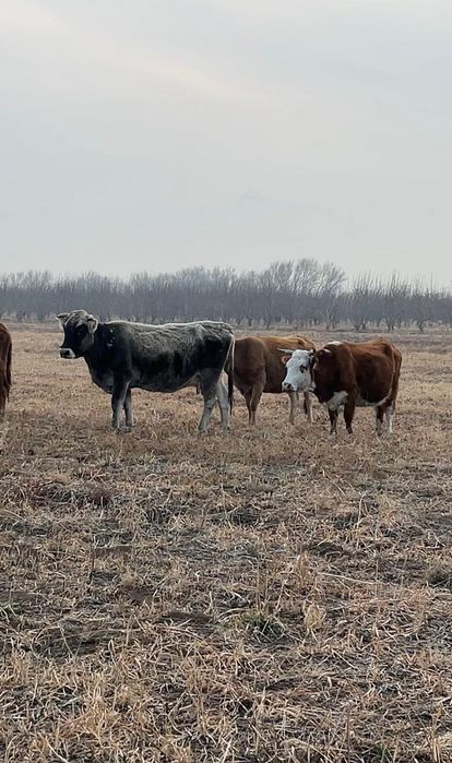 Быки телята скот