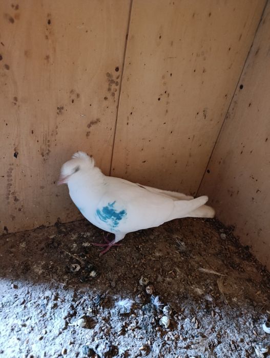 Голубь чубатый лет есть