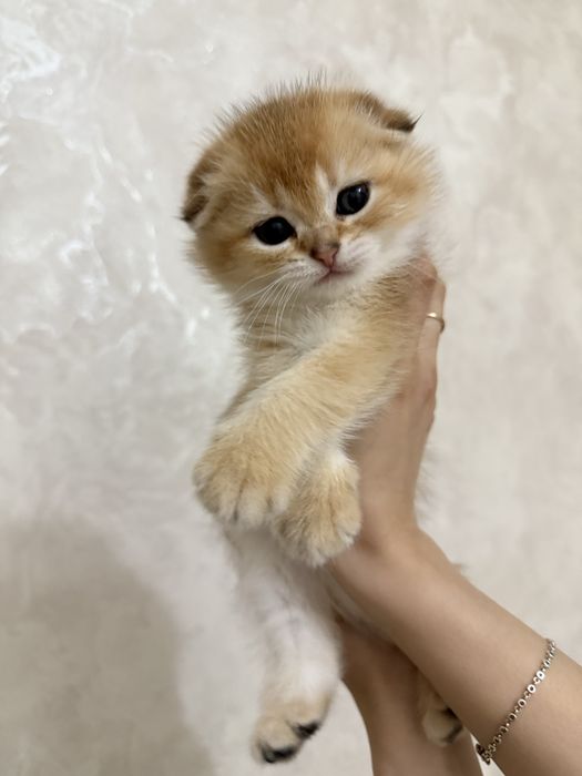 продаются котята шиншилы