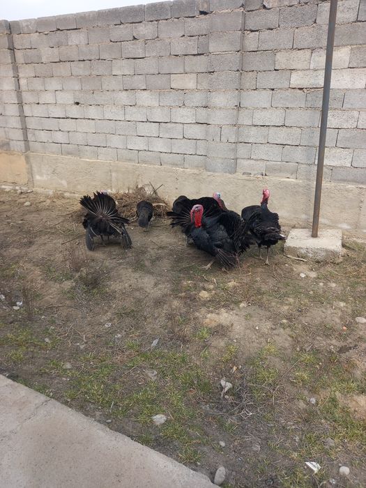 Индюк коразы сатылады