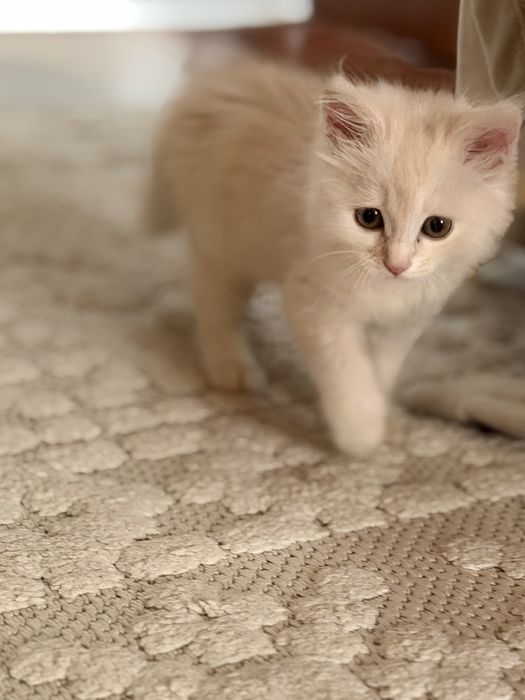 Продаётся очаровательный котёнок