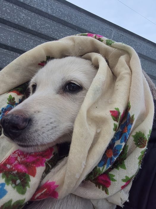 Шикарная девочка 1.5  месяца