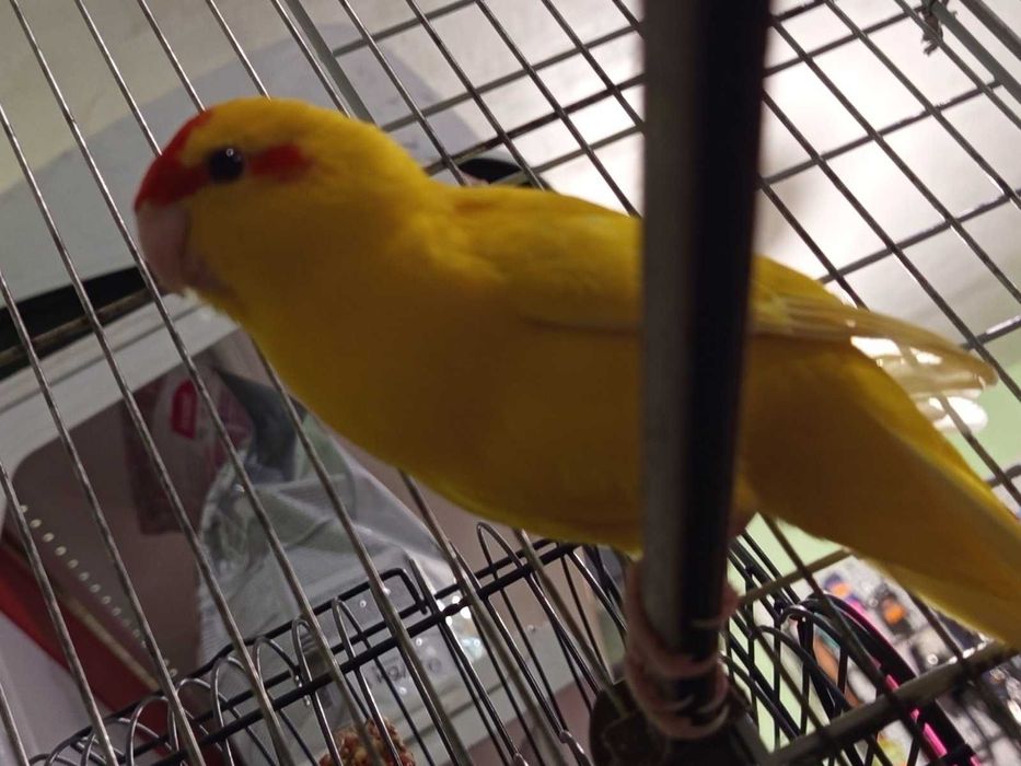 Млади какарики момче и момиченца