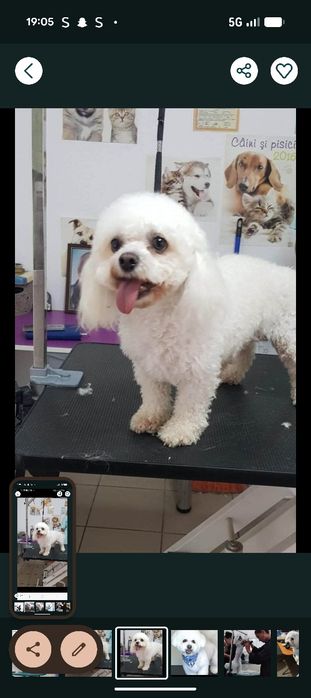 Frizerie canină 120 toaletaj complet