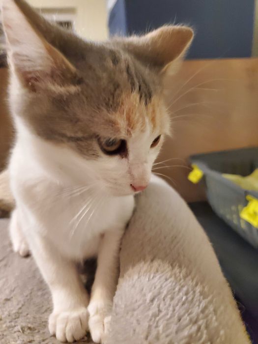 Очарователно домашне момиченце  търси любящ дом