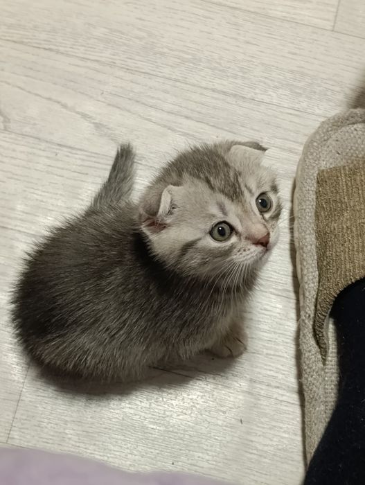 Котята, вислоухий.прямоухий