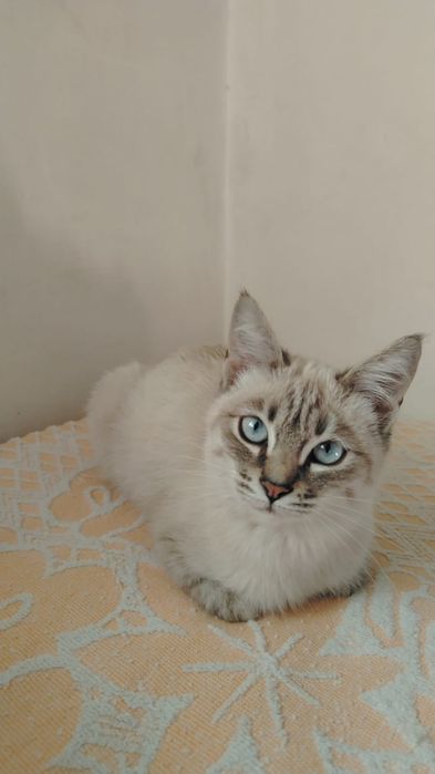Отдам котенка в хорошие руки