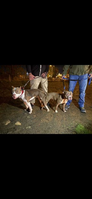 Питбулчета бебета