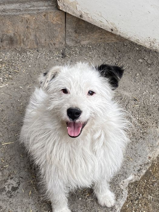 Пристраивается в добрые руки