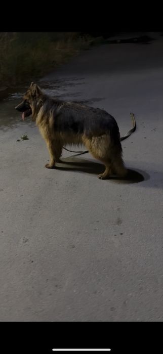 Немецкая овчарка чистокровный с паспорнот