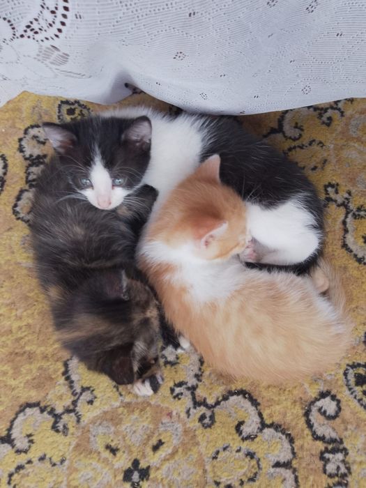 4 suflete își caută acasă