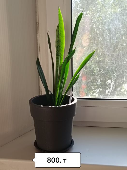 Лейка для цветов