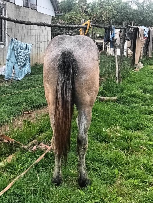 Mânză de 1 an ieste blândă