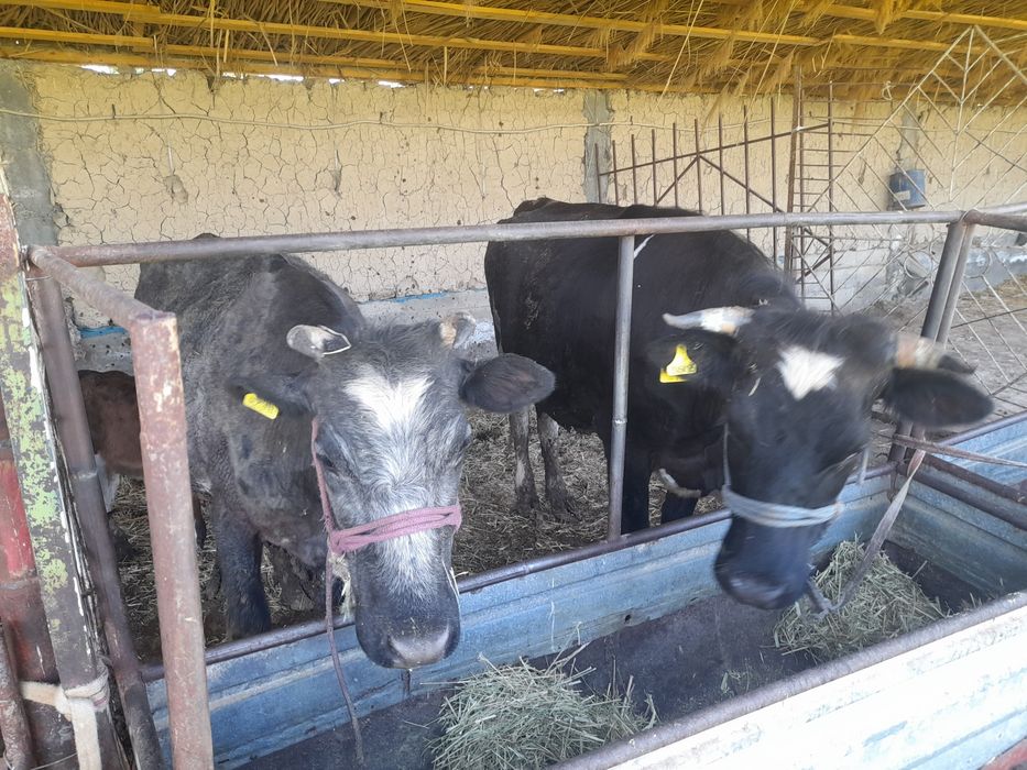 Сиырлар сатылады.