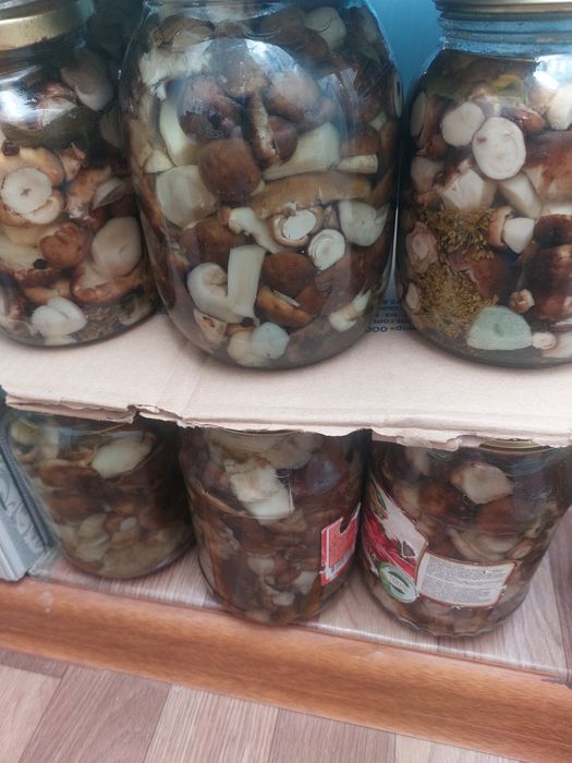 Грибы подтопольники