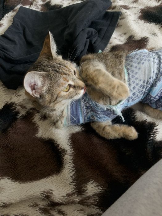 Котенок в добрые руки