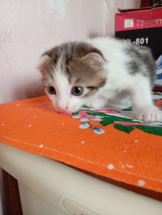 Котята девочки!!