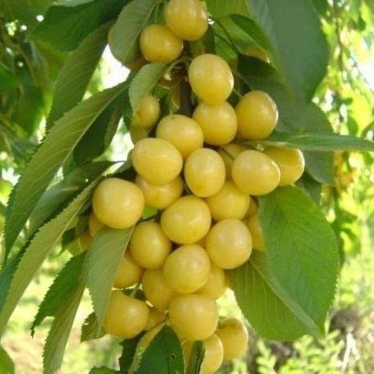 Visin.Alun.Pawulonia.Cires.Prun.Nuci.Castan.>RO.Plantare cu garanție.