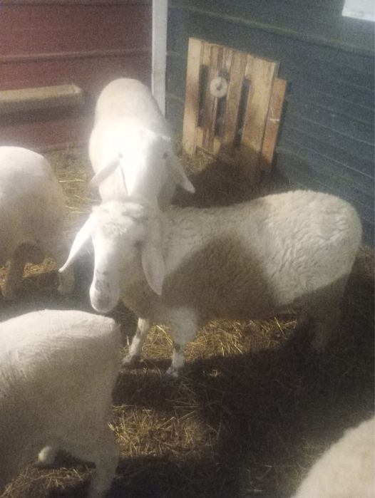 Mioară Metis de Bergamast