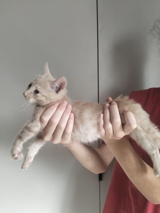 Котёнок персиковый. Мальчик.