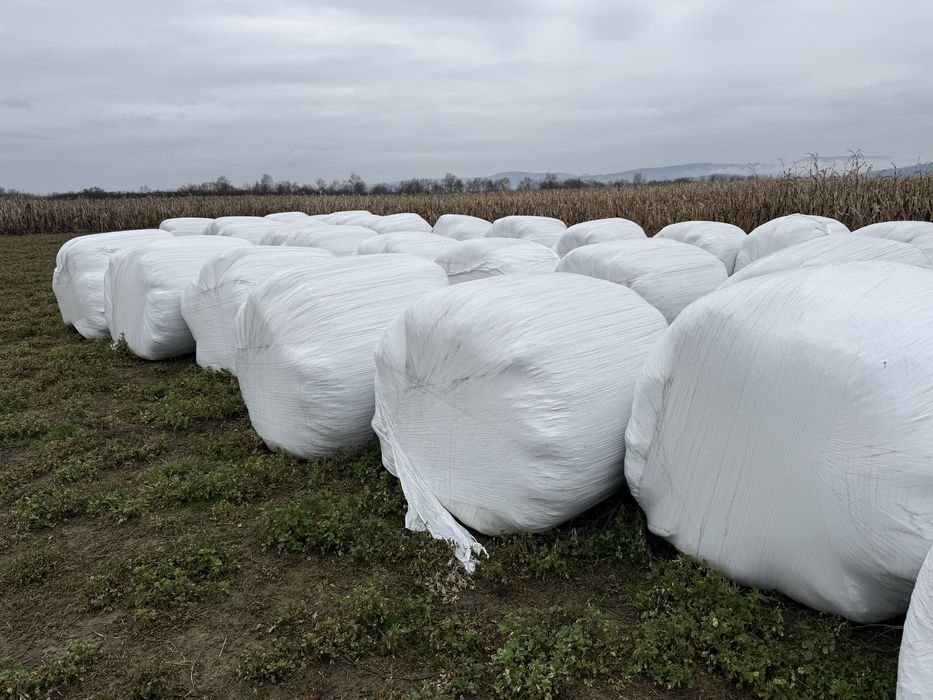 Baloti Lucerna infoliat 120x120