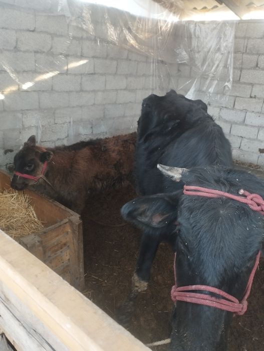 ona bola sigir sotiladi