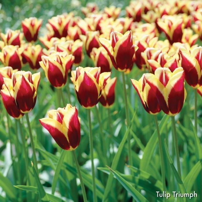 Lola piyozlari gallan sorti