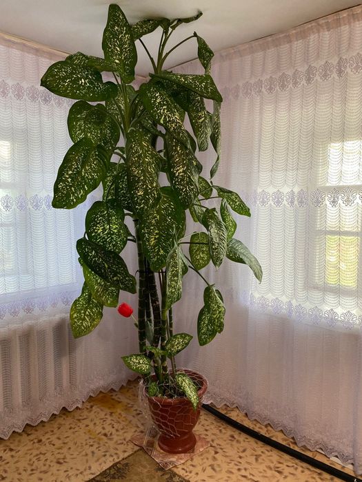 Фикус и диффенбахия