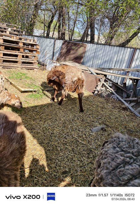 Бараны ,ярки, молодые