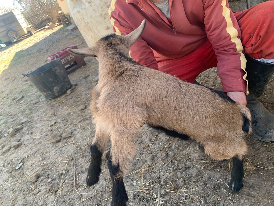 Alpin francez rasa pură