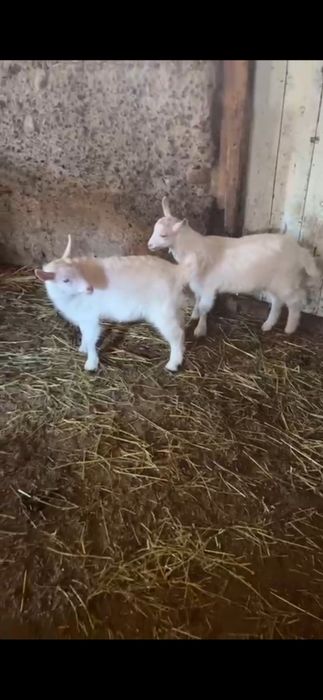 Теке коза молодые