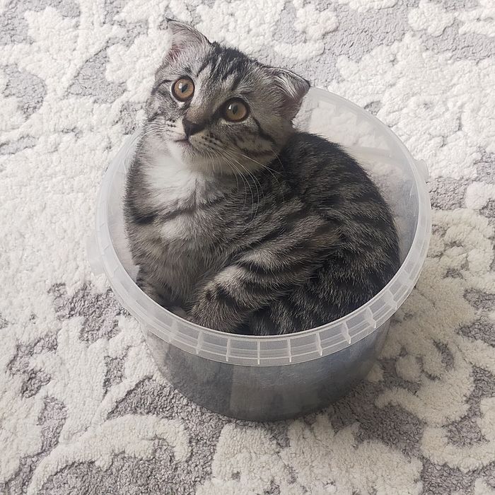 Шотландский вислоухий