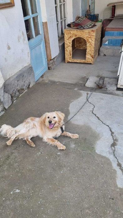 МАКС лақабли ит сотилади