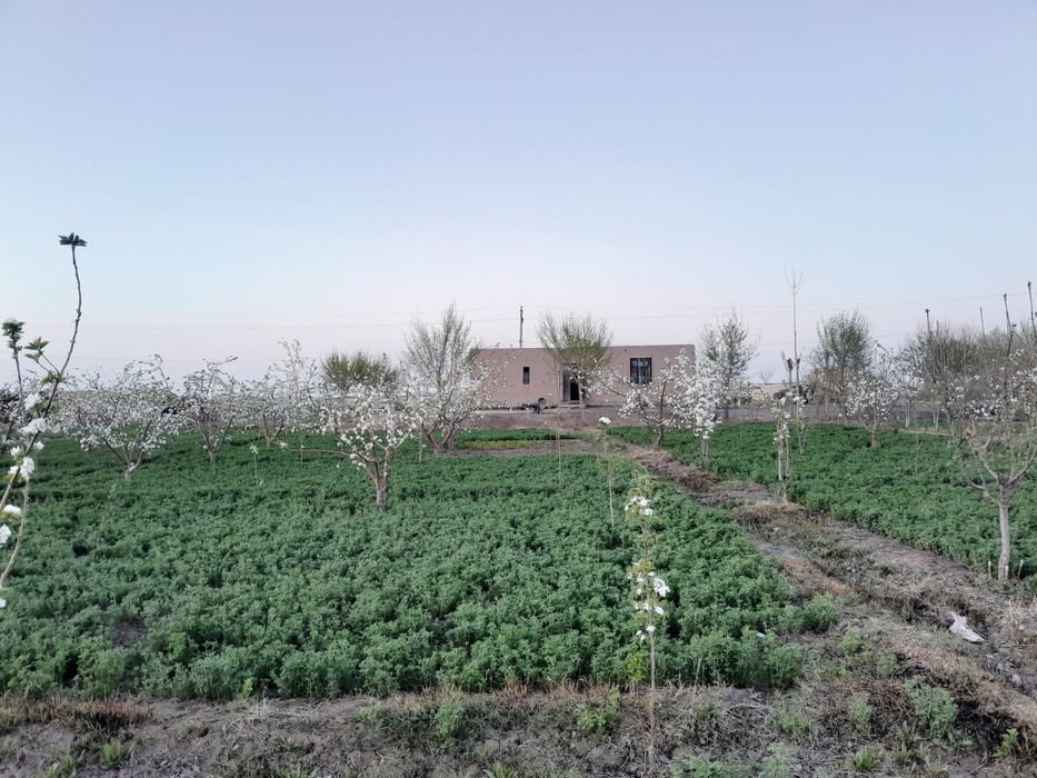 Uy Sotiladi !!! Narxi ustida kelishiladi