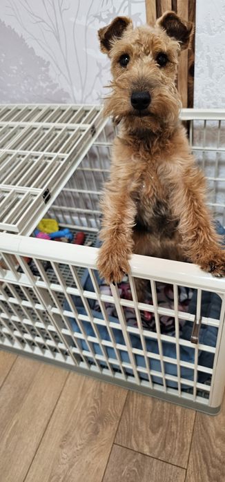 Клетка для собак и кошек