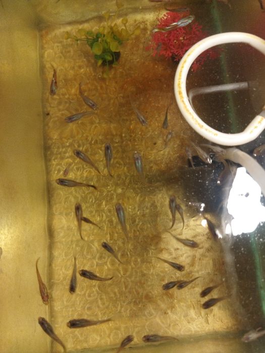 Акквариумистика ,