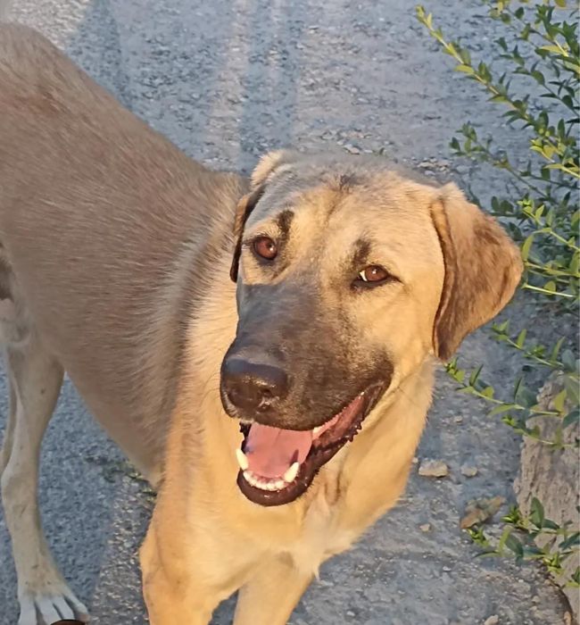 Красачик. Ищет семью. В добрые руки.