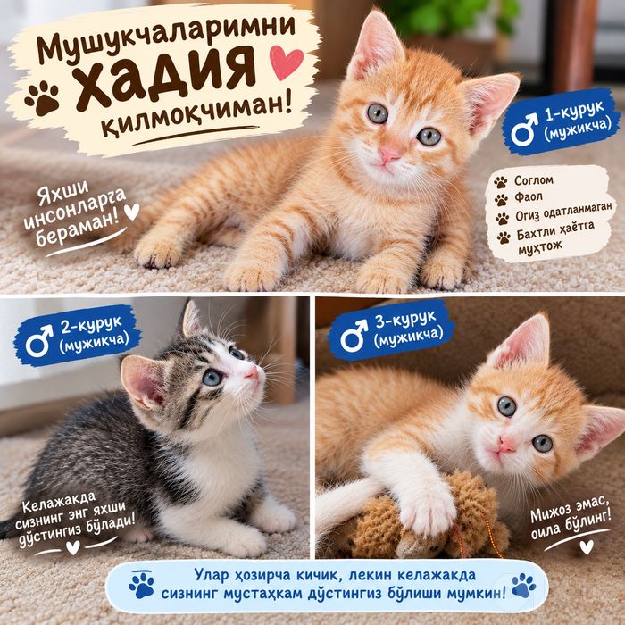Мушукчаларни хадия киламан