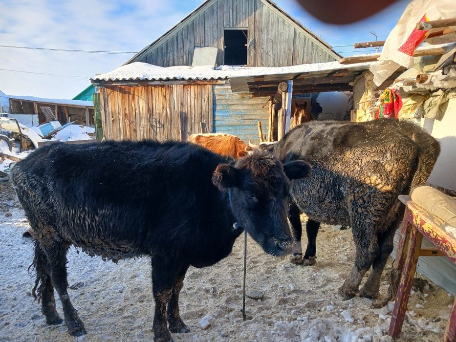 Сиырлар сатылады