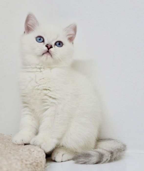 Котики и кошечки британские