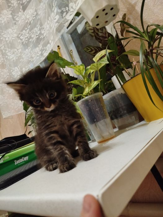 Котята беспородные